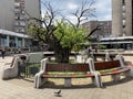 Monument of nature KaraÃâorÃâe`s Mulberry tree - Spomenik prirode KaraÃâorÃâev dud u Smederevu, Smederevo - Serbia / Srbija